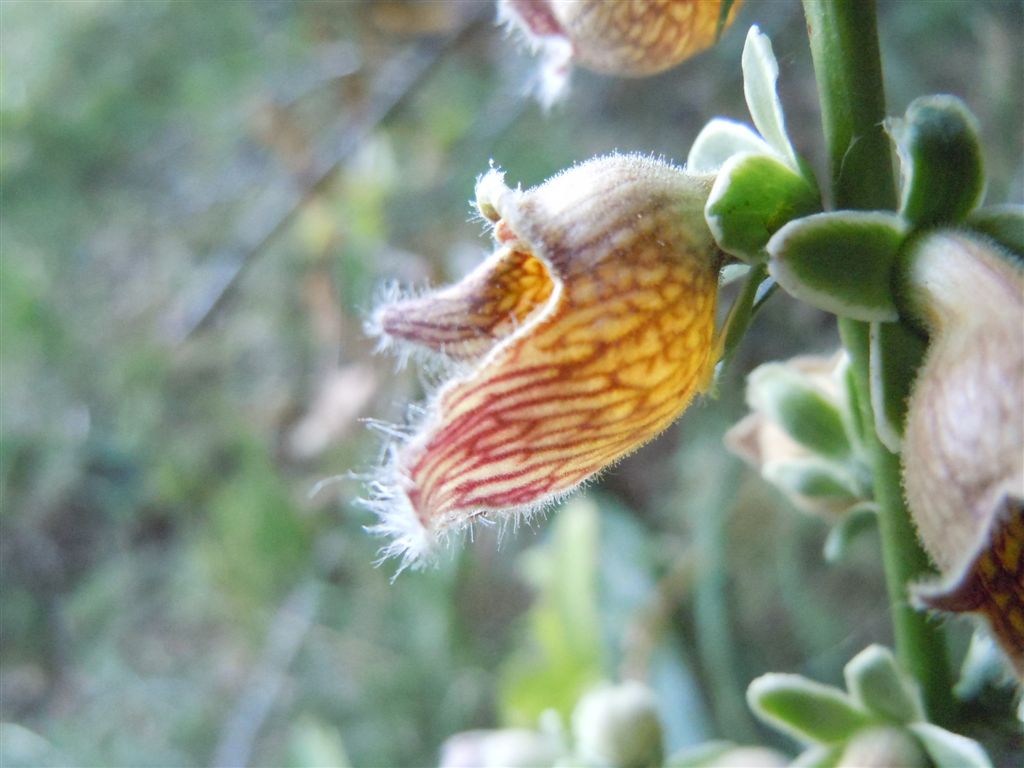 Passo Godi (AQ) : Digitalis ferruginea